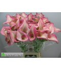 Calla Candy Cream 80 cm