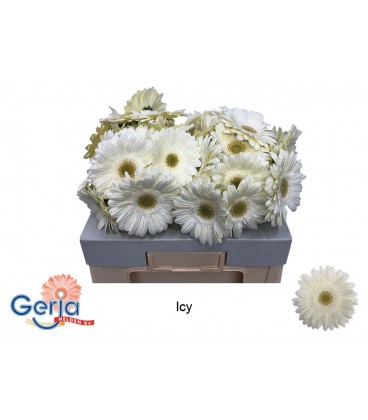 Gerbera Ter Icy