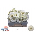 Gerbera Ter Icy
