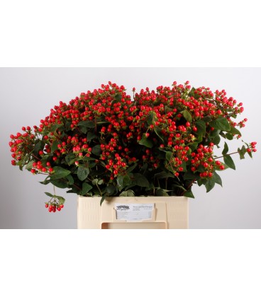Hypericum coco rio 70 cm