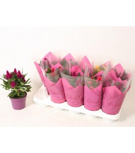 Celosie Argentea mix pot de 12