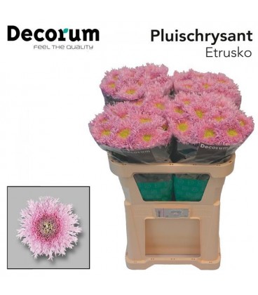 Chrysantheme G Etrusko