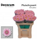 Chrysantheme G Etrusko