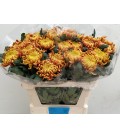 Chrysantheme G Fuego 75 cm