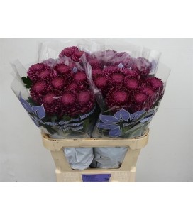 Chrysantheme G Bigoudi purple 