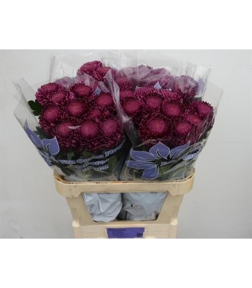 Chrysantheme G Bigoudi purple 