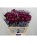 Chrysantheme G Bigoudi purple 