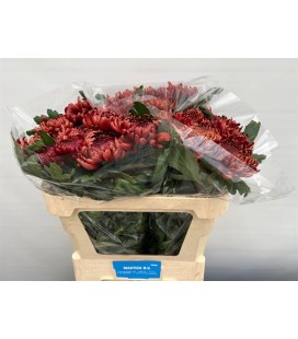 Chrysantheme G  Ankara red 