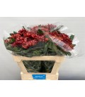 Chrysantheme G  Ankara red 