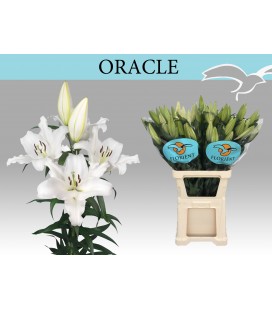 Lys Ot Oracle