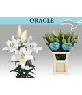 Lys Ot Oracle