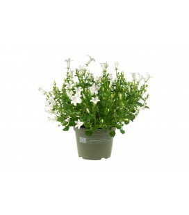 Campanule blanche pot 10.5