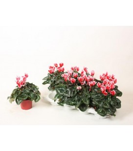 Cyclamen Merita shine Ø 10.5