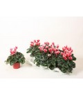 Cyclamen Merita shine Ø 12