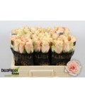 Rose Harmony Peach 50 cm