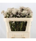 Ozothamus Cook snow white 50 cm