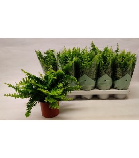 Fougere Green momen Ø 12