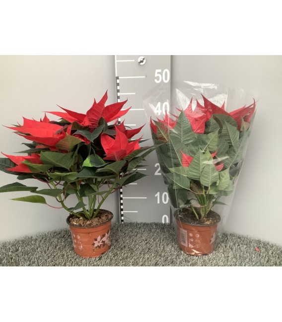 Poinsettia pot de 13 h 35 