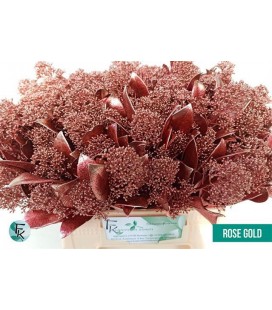 Skimmia teinté Cuivre 