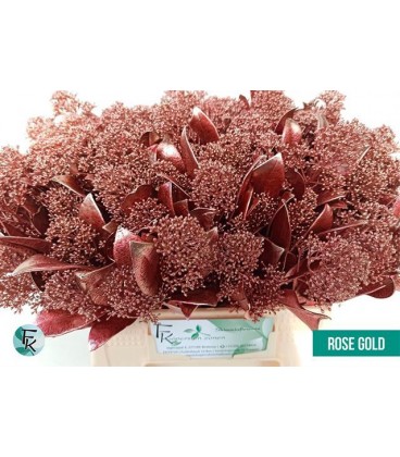 Skimmia teinté Cuivre