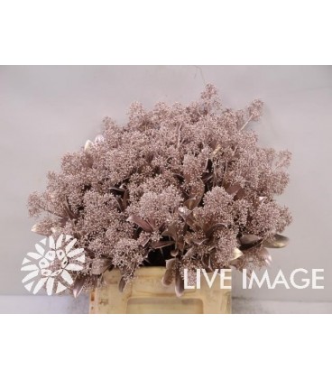 Skimmia teinté Champagne ( rosé)