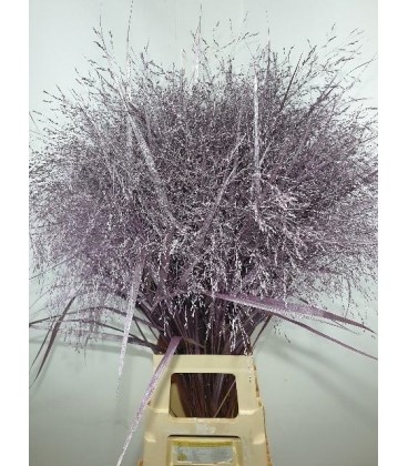 Panicum teinté Champagne