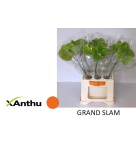 Anthurium Grand Slam x5