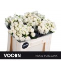 Rose Branchue Porcelina 50 cm