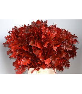 Feuilles de chene teinté ROUGE 80cm