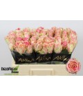 Rose Fiesta 50 cm