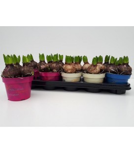 Jacinthe pot de 12 mix 3/4 coul