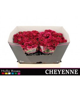 Rose Branchue Cheyenne 40 cm
