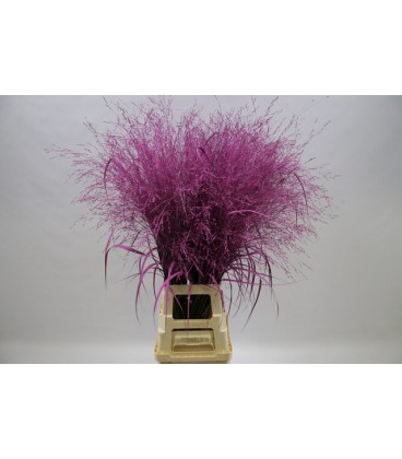 Panicum teinté Violet