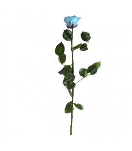Rose Stab Ø 4.5/6 h55cm Bleu cl