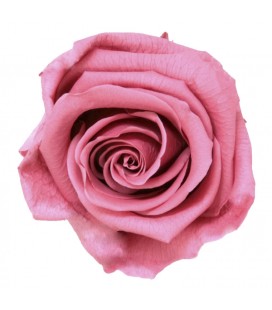 Rose Stab Ø 4.5/6 h55cm Cherry blos