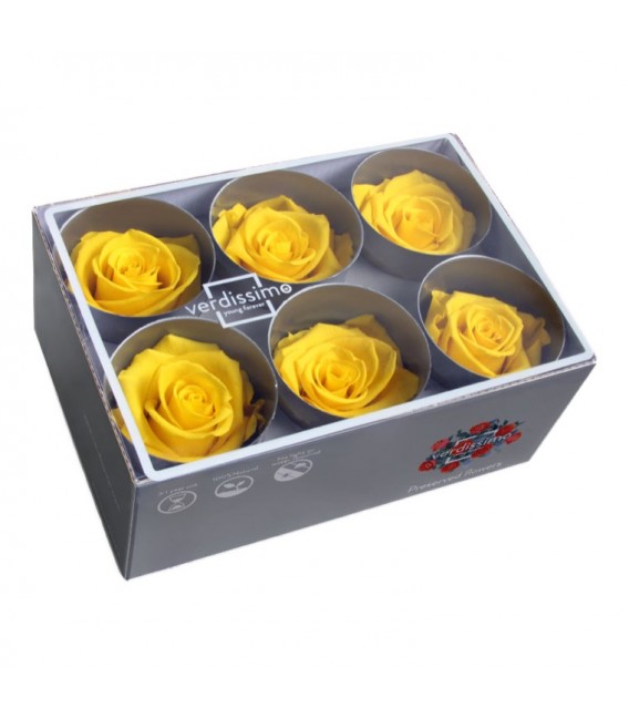 Rose Stab Standard 6 tetes Jaune f