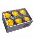 Rose Stab Standard 6 tetes Jaune f