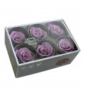 Rose Stab Standard 6 tetes Lilac