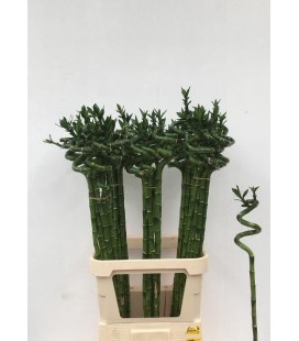 Dracaena Lucky bamboo 80 cm