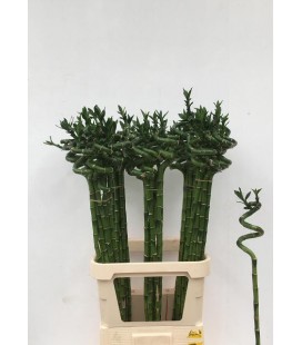 Dracaena Lucky bamboo 100 cm