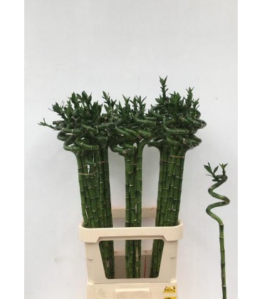 Dracaena Lucky bamboo 80 cm