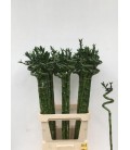 Dracaena Lucky bamboo 100 cm