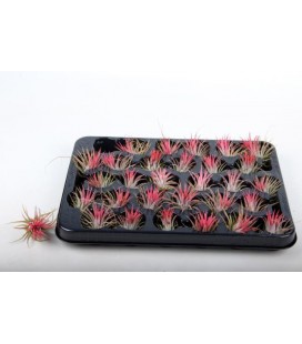Tillansia Ionantha 