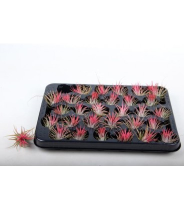 Tillansia Ionantha Ø 9