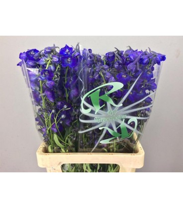 Delphinium Atlantis 70 cm