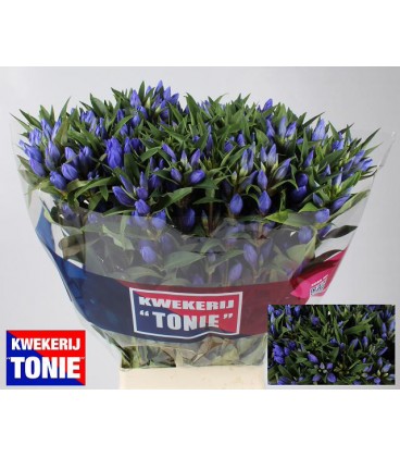 Gentiane mix 80 cm