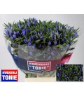 Gentiane Bleu 60 cm