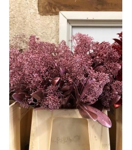 Skimmia teinté Rose metal