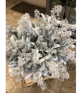 Skimmia Teinté blanc