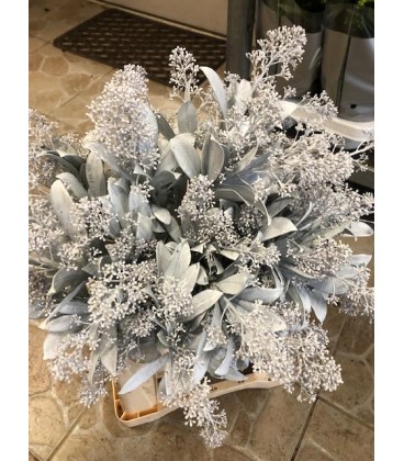 Skimmia Teinté blanc